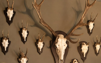 Wildbuffet