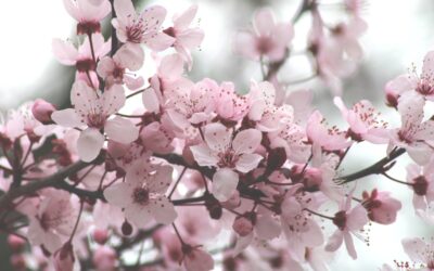 Maizauber in Unewatt