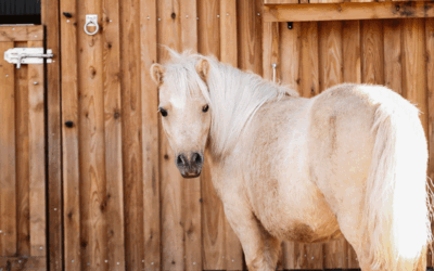 Ponys, Bauernhof und Kinderküche